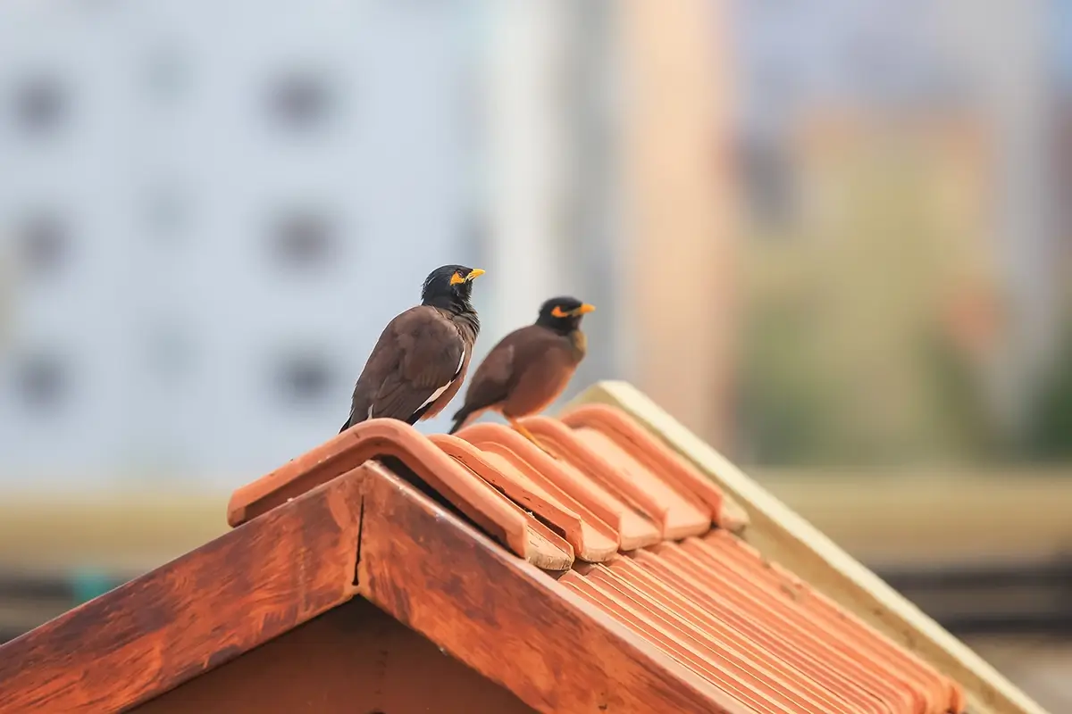 two Common Myna birds sitting on a orange roof top.