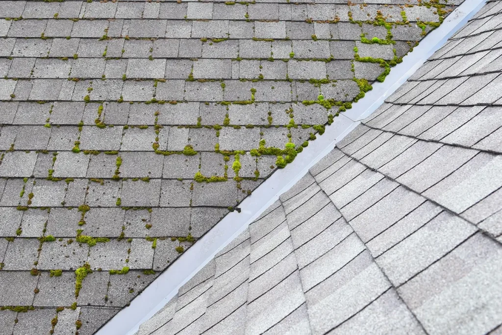 Gray roof top wiht half cleaned and the other half has moss growing on it.