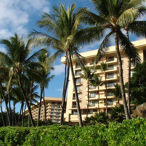 A group of palm trees and foliage with a large commercial building in the background. It's a sunny day with blue skies.